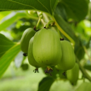 치악산토종다래,토종다래 가공용 생과 10kg